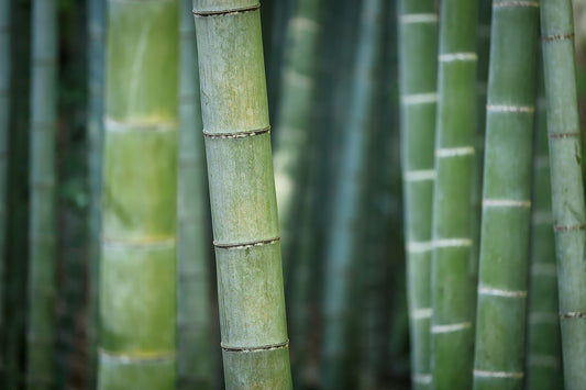 Why Use Bamboo in Activewear?